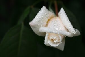 失恋を忘れる方法は男性にとってどのように実践すれば良いのか？